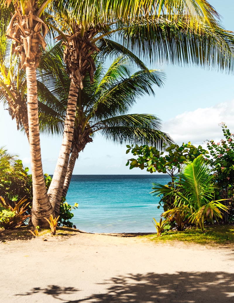 Sandy path framed by palm trees and tropical plants opening onto a turquoise ocean