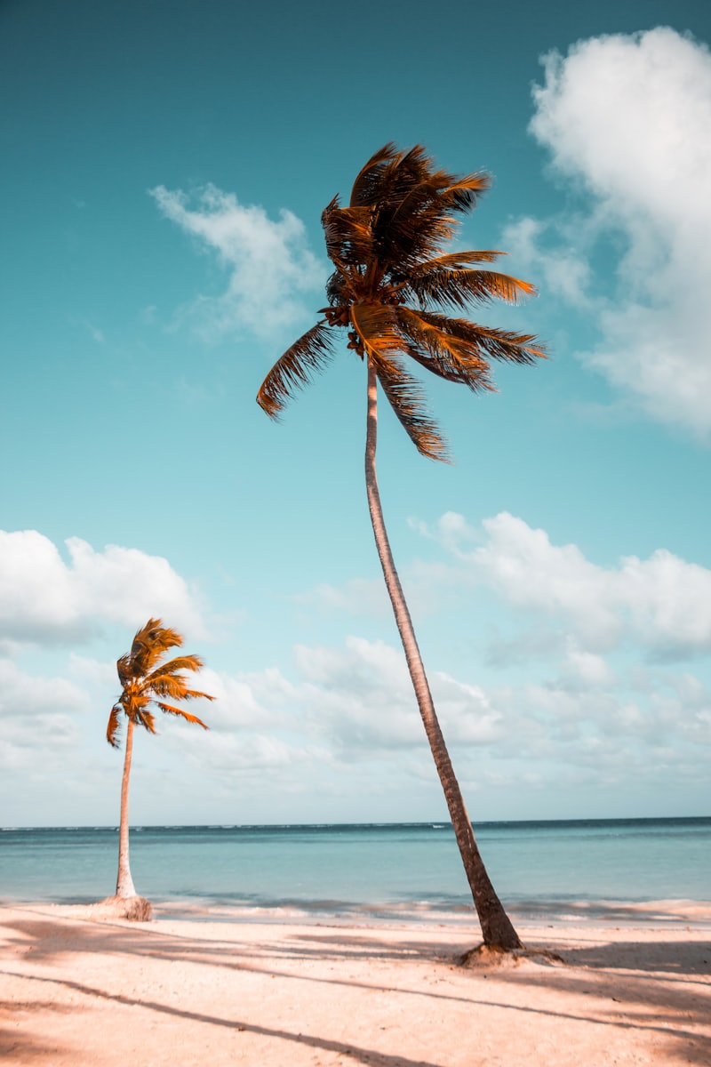 Two windswept palm trees standing on a sandy beach under a blue sky with scattered clouds