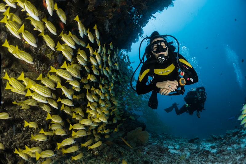 Scuba divers swimming past a school of yellow-striped fish near a coral reef
